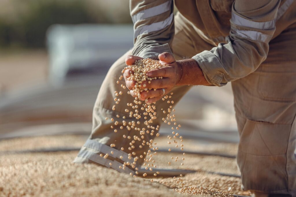 Hands holding soybeans during harvest in Paragominas, Brazil, showcasing agriculture.